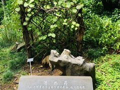 -深圳仙湖植物园