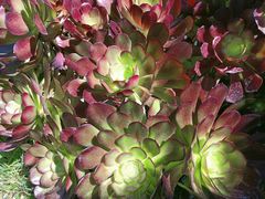 -唐咖精品咖啡(大理古城手冲店)