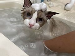 -猫大福·Fortune Cat猫舍(百子湾店)