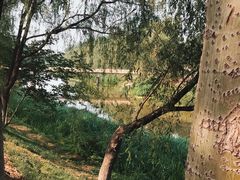 -东郊湿地公园