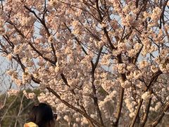 -幕燕滨江·长江观音景区