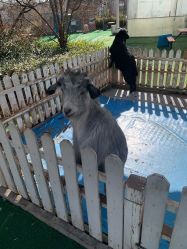 -萌宠亲子动物乐园(槐房万达店)