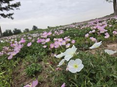 -汉长安城未央宫国家考古遗址公园