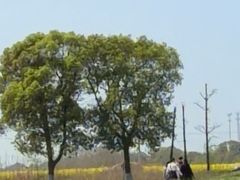-西京湾花海
