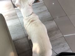 -爱侣宠医·鹦鹉专科·小型哺乳类·异宠专科(灵石路店)