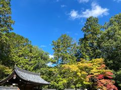 -西芳寺(苔寺)