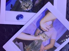 -喵百万·布偶·蓝金金渐层英短·猫舍(百子湾店)