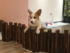 -浣熊柯尔鸭土拨鼠·电玩咖