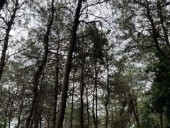 -铁山坪森林公园