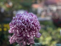 -杭州植物园