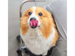 -PETKIT 小佩宠物·低压洗护·美容·寄养(安远店)