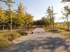-绿堤公园
