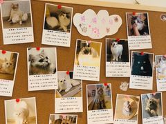 -猫腻·猫咖·撸猫馆(星光大道店)