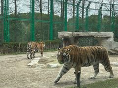 -上海野生动物园老虎餐厅