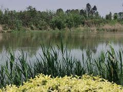 -白鹭湾湿地公园