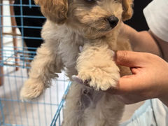 -萌宠之家·腊肠犬·马尔泰·小体犬舍