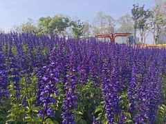 -春花秋色城市公园
