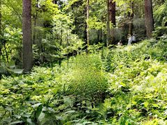 -五营红松林海景区