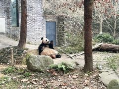 -都江堰中华大熊猫苑