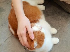 -飞行喵MR PILOT|猫舍·猫咖(静安大融城店)