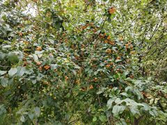 -郑州中国绿化博览园