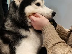 -Husky Go! 哈士奇体验馆·宠物咖啡厅狗咖