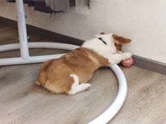 -浣熊柯尔鸭土拨鼠·电玩咖