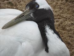 -盐城丹顶鹤湿地生态旅游区