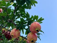 -西安华清御汤酒店