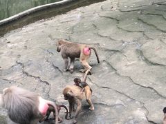-常州淹城野生动物世界