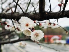 -香雪海