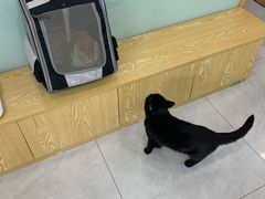 -中农大我爱我爱动物医院·核磁CT·猫病·24小时夜诊中心(石佛营店)