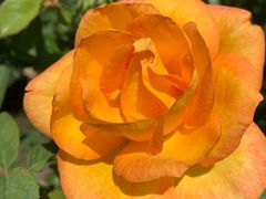 -亚龙湾国际玫瑰谷