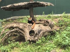 -大连森林动物园