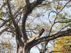 -瑞丽独树成林风景区