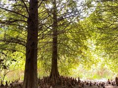 -溱湖国家湿地公园