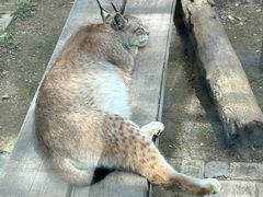 -青藏高原野生动物园