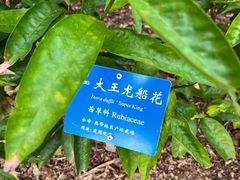-中国科学院西双版纳热带植物园