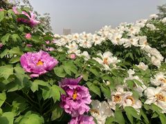 -洛阳市隋唐城遗址植物园