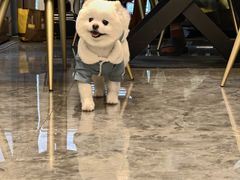 -八公叔叔宠物美容连锁(春申店)