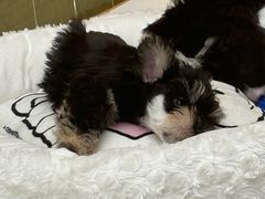 -帕帕拉兹宠物(亚洲旗舰店)