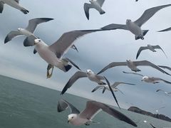 -海驴岛(荣成市)