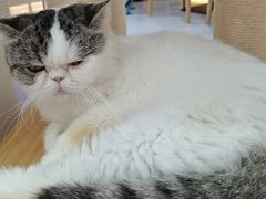 -喵园·猫主题咖啡厅·撸猫·猫咖(国贸店)