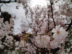 -西安青龙寺遗址景区