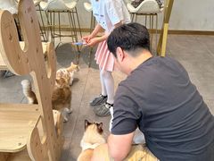 -飞行喵MR PILOT|猫舍·猫咖(静安大融城店)