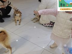 -柴源莊·柴小宠柴犬咖啡