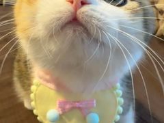 -Bastet sally猫舍购宠(静安店)