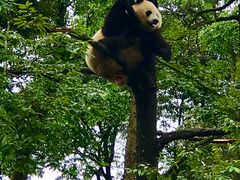 -中国大熊猫保护研究中心雅安碧峰峡基地