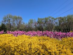 -永定河休闲森林公园