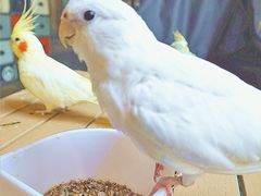 -莫多多餐厅